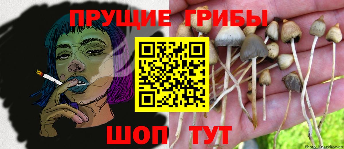Галлюциногенные грибы Psilocybine cubensis Гусиноозёрск